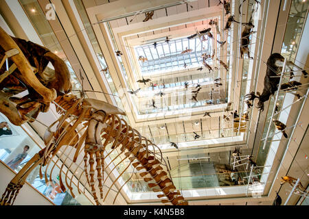 Trento, 14 ago 2017 - museo di storia naturale del muse progettata da Renzo Piano lobby principale con animali imbalsamati e ossa di balena Foto Stock