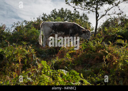 Inglese Longhorn il pascolo di bestiame tra il fitto sottobosco bracken Beacon Hill Country Park, Charnwood Forest, Leicestershire, Inghilterra. Foto Stock