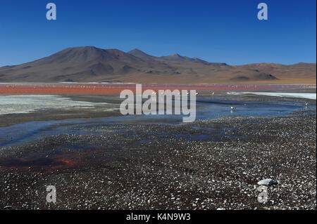 Laguna Colorada (Rosso Laguna), Reserva de fauna Andina Eduardo Avaroa, sud della Bolivia Foto Stock