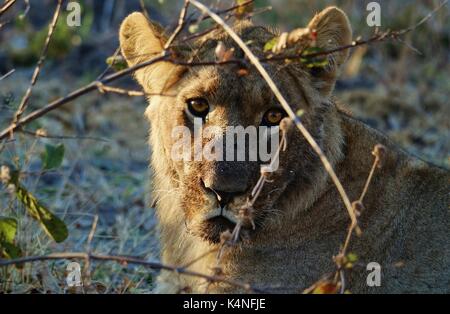 Leonessa faccia guardare Foto Stock