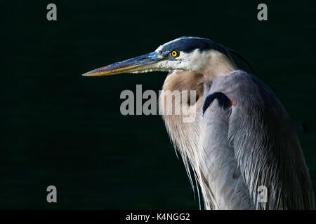 Un primo piano orizzontale foto di un blu, grigio, bianco e giallo heron con quasi uno sfondo nero Foto Stock