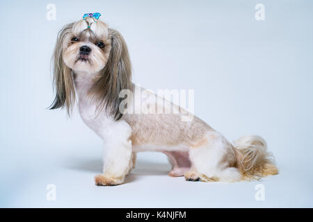 Shih tzu cane con capelli corti dopo la toelettatura in vista laterale su di un bianco luminoso e sfondo blu. Foto Stock