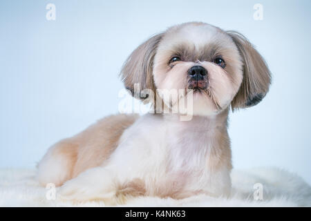 Shih tzu cane con capelli corti dopo la toelettatura del ritratto. su di un bianco luminoso e sfondo blu. Foto Stock