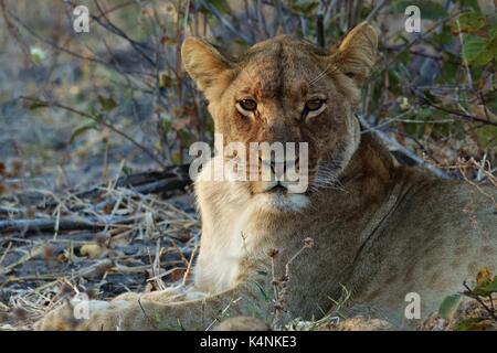 Leonessa cercando Foto Stock