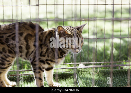 Lince iberica in una gabbia in cattività, dettaglio di animali in pericolo di estinzione Foto Stock