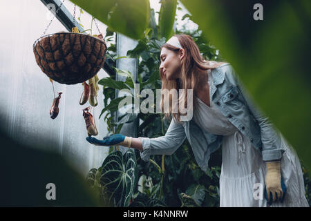 Giovane donna giardiniere guardando pianta brocca in serra. Giardiniere femmina avendo cura di piante. Foto Stock