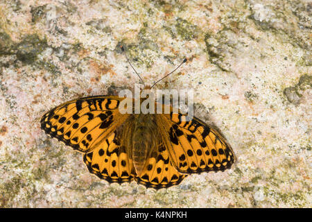 Großer Perlmuttfalter, Großer Perlmutterfalter, Großer Perlmutt-Falterer, Argynnis aglaja, Speyeria aglaja, Mesoacidalia aglaja, Fritillario Verde scuro, Foto Stock