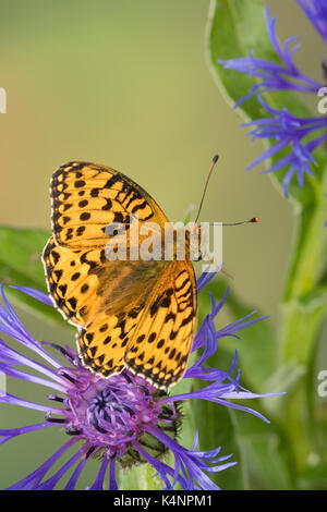 Großer Perlmuttfalter, Großer Perlmutterfalter, Großer Perlmutt-Falterer, Argynnis aglaja, Speyeria aglaja, Mesoacidalia aglaja, Fritillario Verde scuro, Foto Stock