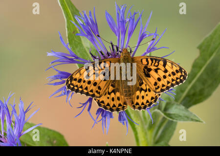 Großer Perlmuttfalter, Großer Perlmutterfalter, Großer Perlmutt-Falterer, Argynnis aglaja, Speyeria aglaja, Mesoacidalia aglaja, Fritillario Verde scuro, Foto Stock