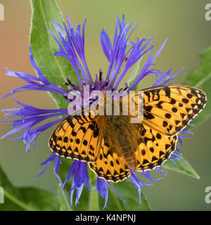 Großer Perlmuttfalter, Großer Perlmutterfalter, Großer Perlmutt-Falterer, Argynnis aglaja, Speyeria aglaja, Mesoacidalia aglaja, Fritillario Verde scuro, Foto Stock