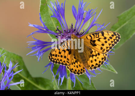 Großer Perlmuttfalter, Großer Perlmutterfalter, Großer Perlmutt-Falterer, Argynnis aglaja, Speyeria aglaja, Mesoacidalia aglaja, Fritillario Verde scuro, Foto Stock