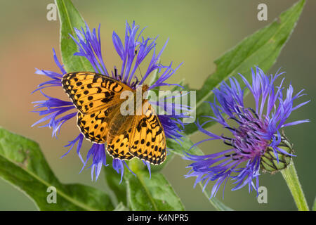 Großer Perlmuttfalter, Großer Perlmutterfalter, Großer Perlmutt-Falterer, Argynnis aglaja, Speyeria aglaja, Mesoacidalia aglaja, Fritillario Verde scuro, Foto Stock