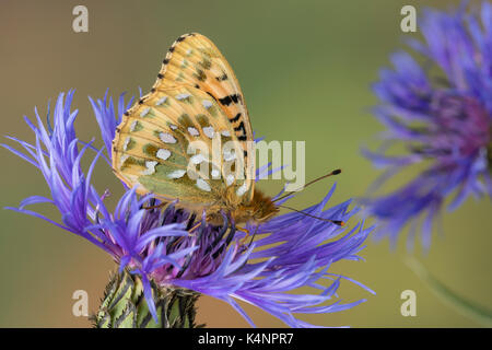 Großer Perlmuttfalter, Großer Perlmutterfalter, Großer Perlmutt-Falterer, Argynnis aglaja, Speyeria aglaja, Mesoacidalia aglaja, Fritillario Verde scuro, Foto Stock