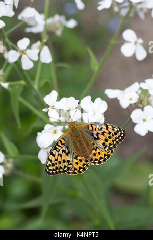 Großer Perlmuttfalter, Großer Perlmutterfalter, Großer Perlmutt-Falterer, Argynnis aglaja, Speyeria aglaja, Mesoacidalia aglaja, Fritillario Verde scuro, Foto Stock