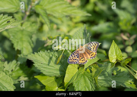 Großer Perlmuttfalter, Großer Perlmutterfalter, Großer Perlmutt-Falterer, Argynnis aglaja, Speyeria aglaja, Mesoacidalia aglaja, Fritillario Verde scuro, Foto Stock