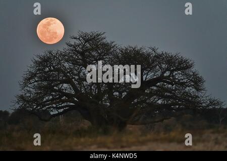 Luna piena sopra african baobab Foto Stock