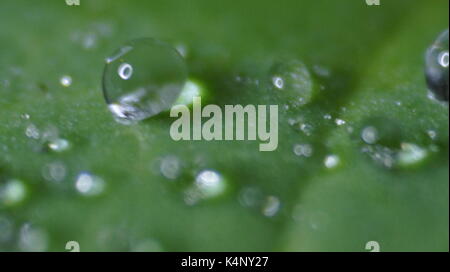 Gocce di acqua su un giglio di acqua leaf Foto Stock