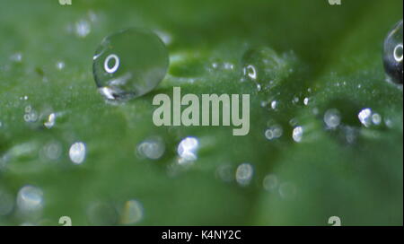 Gocce di acqua su un giglio di acqua leaf Foto Stock