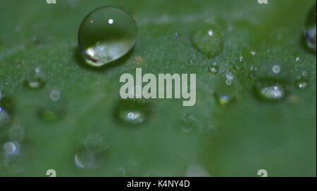 Gocce di acqua su un giglio di acqua leaf Foto Stock