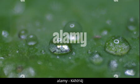 Gocce di acqua su un giglio di acqua leaf Foto Stock