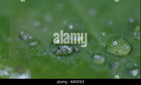 Gocce di acqua su un giglio di acqua leaf Foto Stock