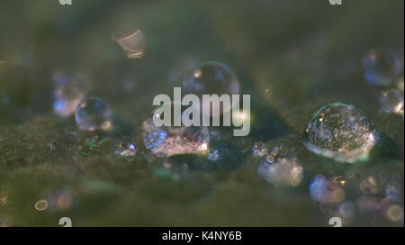 Gocce di acqua su un giglio di acqua leaf Foto Stock