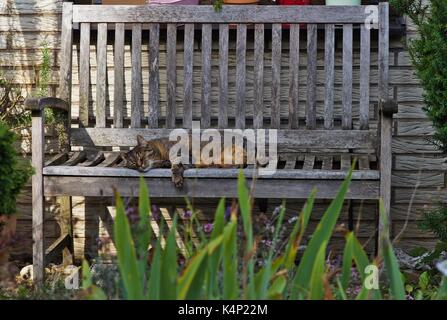 Gatto in giardino, dormire sulla panca in legno Foto Stock