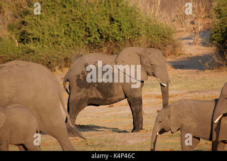 Wild elefante africano con una mappa di africa pattern sul suo lato, Chobe National Park, Botswana Foto Stock