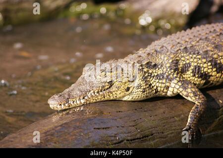 Wild coccodrillo del Nilo seduto su un registro sul fiume Chobe, Botswana Foto Stock