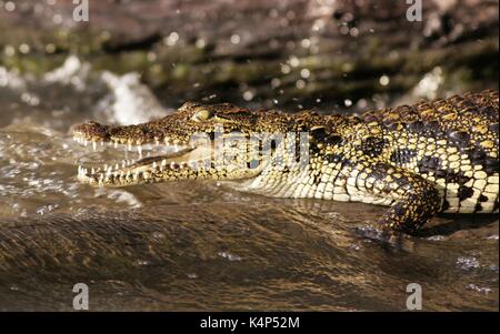 Wild coccodrillo del Nilo seduto su un registro sul fiume Chobe, Botswana Foto Stock