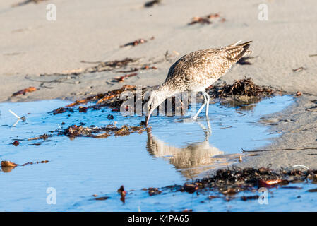 La riflessione di Whimbrel, shore bird Foto Stock
