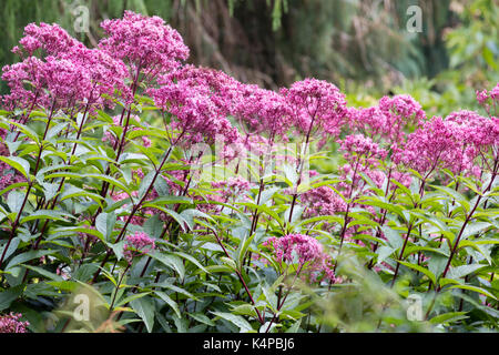 Viola, tarda estate fiori della perenne della canapa agrimonia, Eupatorium cannabinum 'Viola Bush" Foto Stock