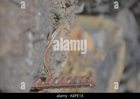 La palma lizard ensoleillement sul muro di pietra, isole canarie Foto Stock