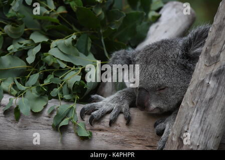 Madrid, Spagna. 06 Sep, 2017. Mayra, a 7 anni femmina di Koala raffigurato appoggiato nel suo involucro a zoo di Madrid. Perché la dieta di eucalipto ha limitato e nutrizionali contenuto calorico, koala (Phascolarctos cinereus) sono in gran parte sedentari e per dormire fino a 20 ore al giorno. Credito: Jorge Sanz/Pacific Press/Alamy Live News Foto Stock