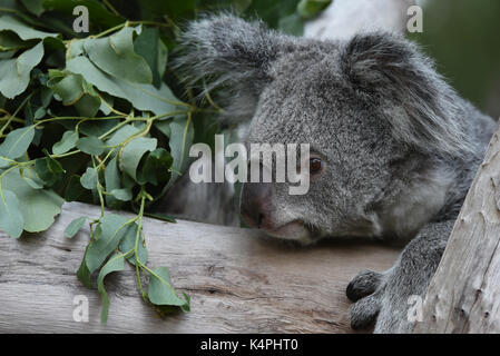 Madrid, Spagna. 06 Sep, 2017. Mayra, a 7 anni femmina di Koala raffigurato appoggiato nel suo involucro a zoo di Madrid. Perché la dieta di eucalipto ha limitato e nutrizionali contenuto calorico, koala (Phascolarctos cinereus) sono in gran parte sedentari e per dormire fino a 20 ore al giorno. Credito: Jorge Sanz/Pacific Press/Alamy Live News Foto Stock