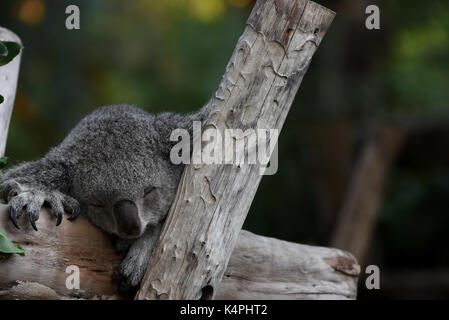 Madrid, Spagna. 06 Sep, 2017. Mayra, a 7 anni femmina di Koala raffigurato appoggiato nel suo involucro a zoo di Madrid. Perché la dieta di eucalipto ha limitato e nutrizionali contenuto calorico, koala (Phascolarctos cinereus) sono in gran parte sedentari e per dormire fino a 20 ore al giorno. Credito: Jorge Sanz/Pacific Press/Alamy Live News Foto Stock