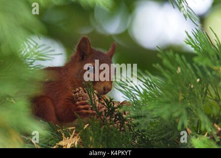 Eurasian scoiattolo rosso mangiare, pino (Sciurus vulgaris) Foto Stock