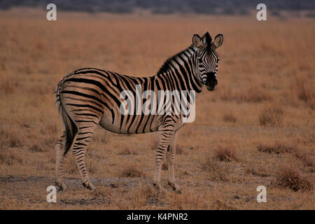 Un lone burchell's zebra al mattino presto su una riserva nei pressi di Serowe, Botswana Foto Stock