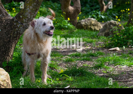 Un color crema, cane incatenato ad un albero, in trepidante attesa per il suo titolare di correre liberamente e giocare in campagna. Scruffy pelliccia, friendly giocoso cane Foto Stock