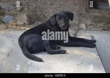 Grande cane nero su una catena Foto Stock