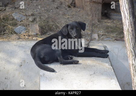 Grande cane nero su una catena Foto Stock