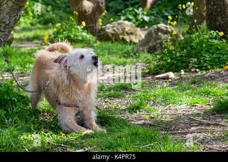 Un color crema, cane incatenato ad un albero, in trepidante attesa per il suo titolare di correre liberamente e giocare in campagna. Scruffy pelliccia, friendly giocoso cane Foto Stock
