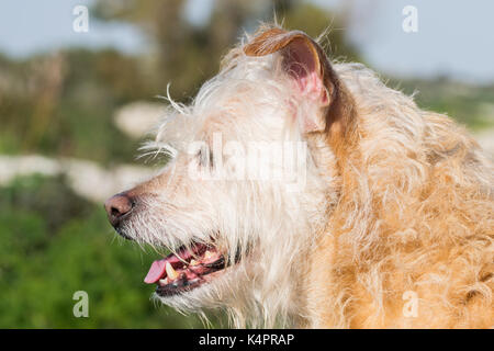 Una vista laterale colpo di una crema di ansimazione cane, riposo dopo una lunga passeggiata. Foto Stock