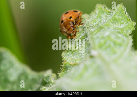 Arancione zucca ladybird (Henosipalachna elaterii) alimentazione su foglie di un schizzo cetriolo (Ecballium elaterium) nella campagna Maltese, Malta Foto Stock