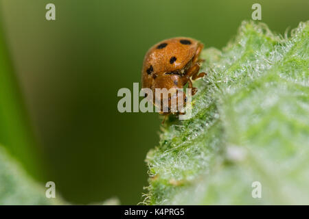 Arancione zucca ladybird (Henosipalachna elaterii) alimentazione su foglie di un schizzo cetriolo (Ecballium elaterium) nella campagna Maltese, Malta Foto Stock