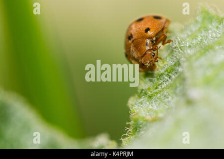 Arancione zucca ladybird (Henosipalachna elaterii) alimentazione su foglie di un schizzo cetriolo (Ecballium elaterium) nella campagna Maltese, Malta Foto Stock