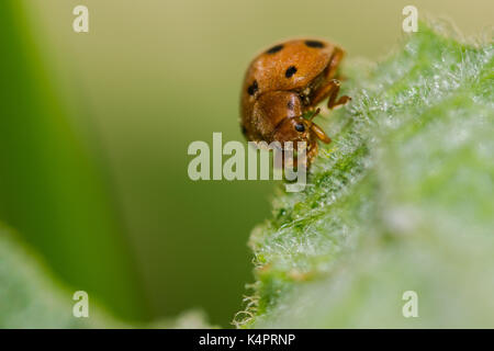 Arancione zucca ladybird (Henosipalachna elaterii) alimentazione su foglie di un schizzo cetriolo (Ecballium elaterium) nella campagna Maltese, Malta Foto Stock