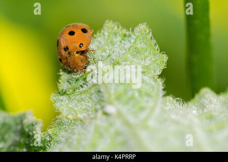 Arancione zucca ladybird (Henosipalachna elaterii) alimentazione su foglie di un schizzo cetriolo (Ecballium elaterium) nella campagna Maltese, Malta Foto Stock