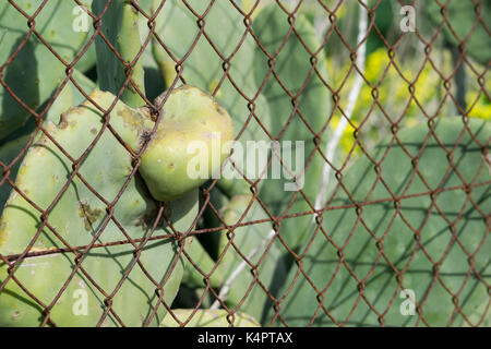 La forza della natura si adatta per l'uomo fatto di strutture, come un fico d'india pad emerge attraverso la formazione di ruggine recinto. Foto Stock