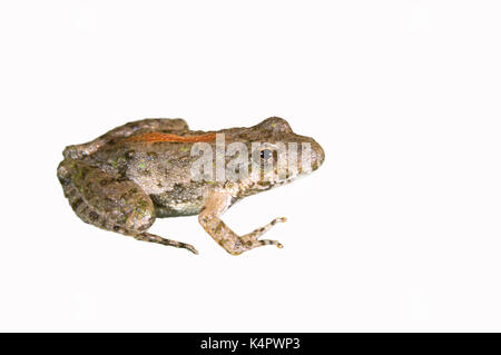 Blanchard's Cricket Frog (Acris blanchardi), isolati su sfondo bianco.